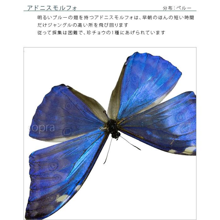 昆虫標本 蝶の標本 アドニスモルフォ メタリック調ライトフレーム