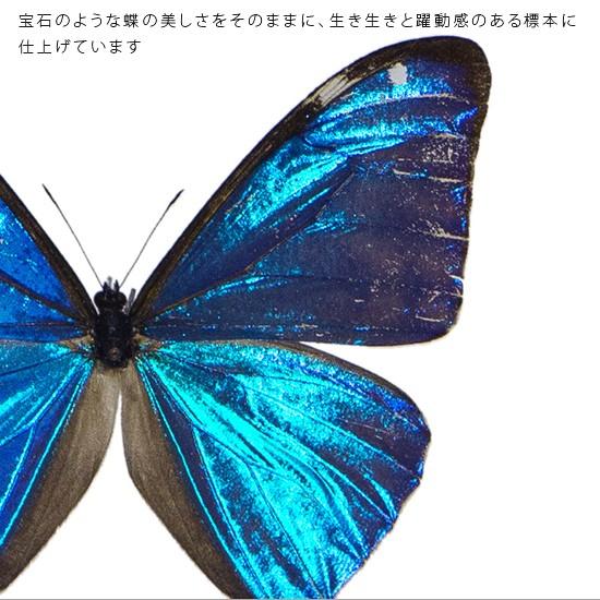 昆虫標本 蝶の標本 エガモルフォ メタリック調ライトフレーム