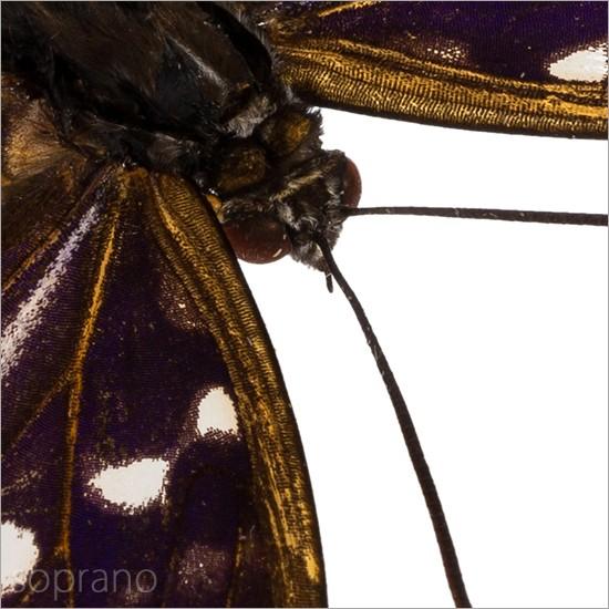 昆虫標本 蝶の標本 オオムラサキ メタリック調ライトフレーム