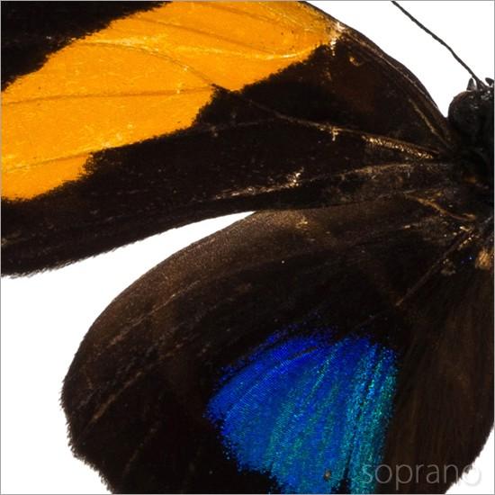 【外国産蝶標本】ステノゼムスウスバ♂/インド産/54mm 外国産蝶標本】ステノゼムスウスバ♀♂/インド産/♀54mm♂53mm