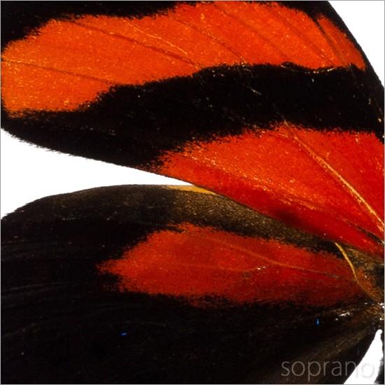 昆虫標本 蝶 soprano_lis-121196
