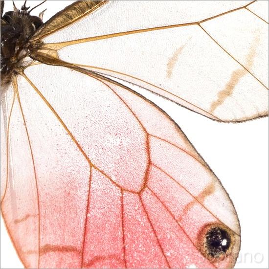 昆虫標本 蝶の標本 スカシジャノメ 2頭 メタリック調ライトフレーム