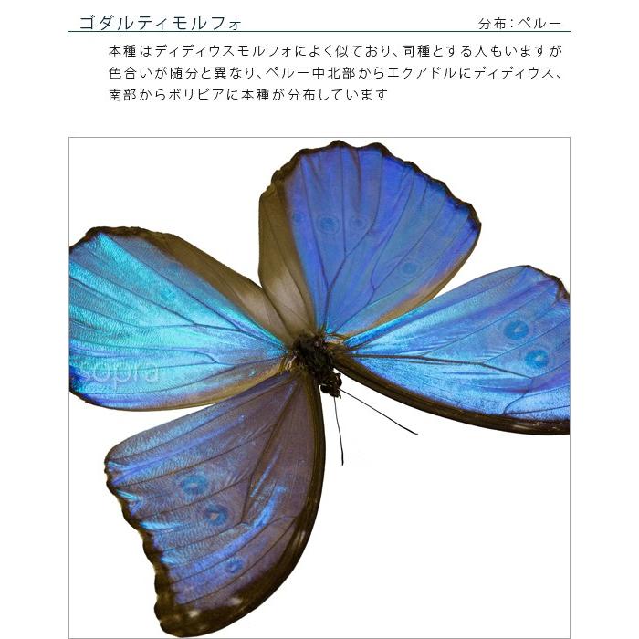 昆虫標本 蝶の標本 ゴダルティモルフォ ペルー産 メタリック調
