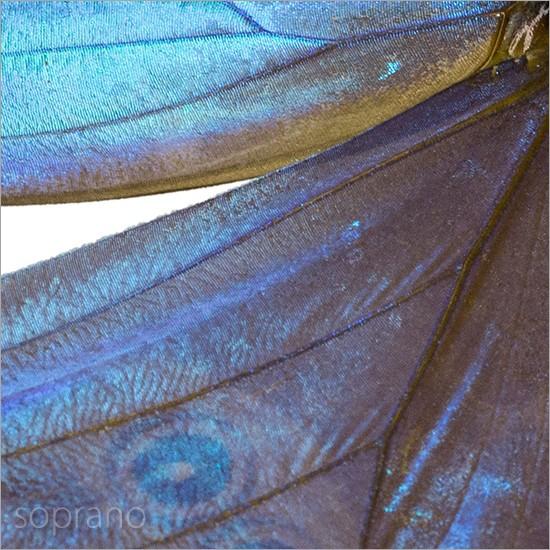 昆虫標本 蝶の標本 ゴダルティモルフォ ペルー産 メタリック調ライト