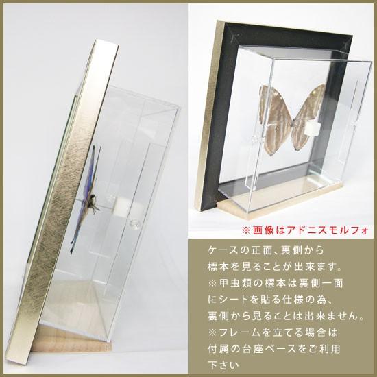 昆虫標本 蝶の標本 ポルティスモルフォ メタリック調ライト 昆虫標本 蝶の標本 ポルティスモルフォ メタリック調ライト