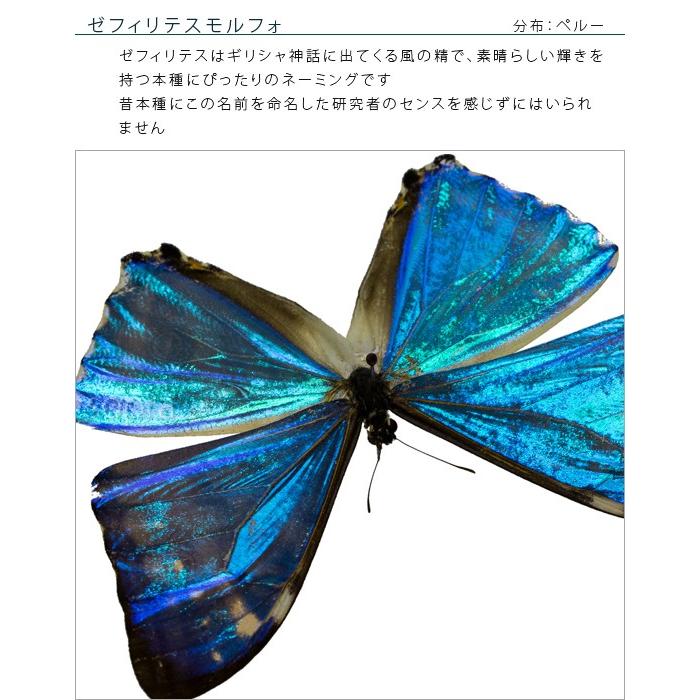 昆虫標本 蝶の標本 ゼフィリテスモルフォ メタリック調ライト