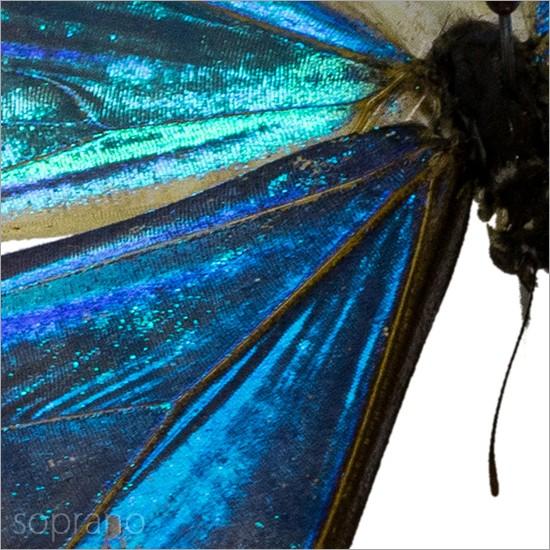 昆虫標本 蝶の標本 ゼフィリテスモルフォ メタリック調ライト