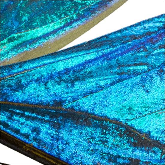 昆虫標本 蝶の標本 ゼフィリテスモルフォ メタリック調ライト