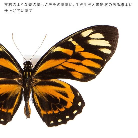 昆虫標本 蝶の標本 ザグレウスアゲハ メタリック調ライトフレーム