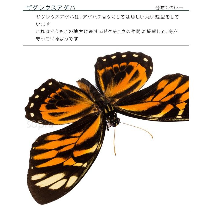 昆虫標本 蝶の標本 ザグレウスアゲハ メタリック調ライトフレーム