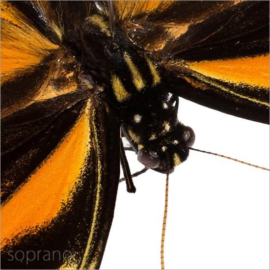 昆虫標本 蝶の標本 ザグレウスアゲハ メタリック調ライトフレーム