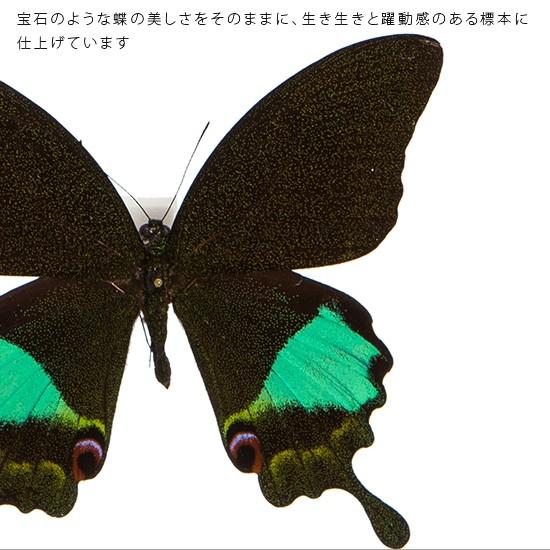 昆虫標本 蝶の標本 カルナルリモンアゲハ メタリック調ライトフレーム