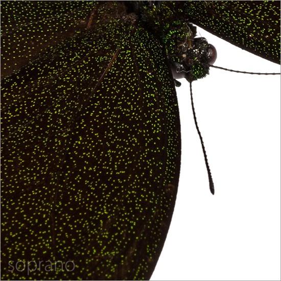 昆虫標本 蝶の標本 カルナルリモンアゲハ メタリック調ライトフレーム