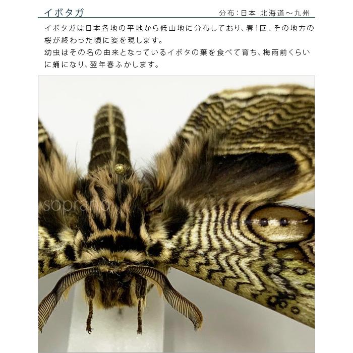昆虫標本 蝶の標本 イボタガ メタリック調ライトフレーム