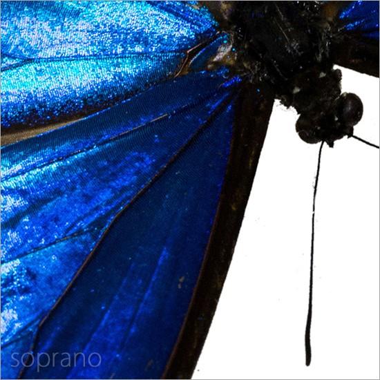 蝶の標本 、モルフォ 、フレーム 黒　美品　モルフォ蝶　標本 Amazon.co.jp: 蝶の標本 アナクシビアモルフォ Morpho anaxiBia