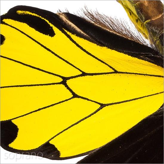 昆虫標本 蝶の標本 アンフリサスキシタアゲハ メタリック調ライト