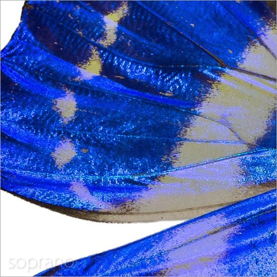 昆虫標本 蝶の標本 キプリスモルフォ メタリック調ライトフレーム