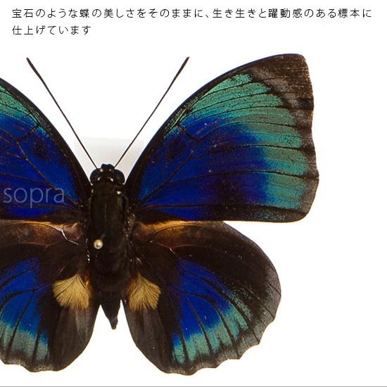 激レア‼️カグヤキシタアゲハpair 蝶標本