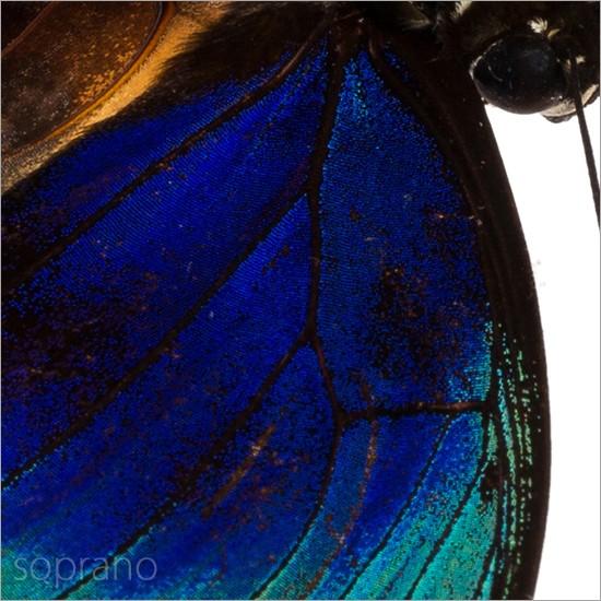 昆虫標本 蝶の標本 ベアティフィカミイロタテハ メタリック調ライト