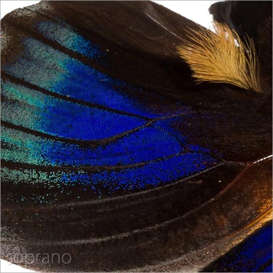昆虫標本 蝶の標本 ベアティフィカミイロタテハ メタリック調ライト