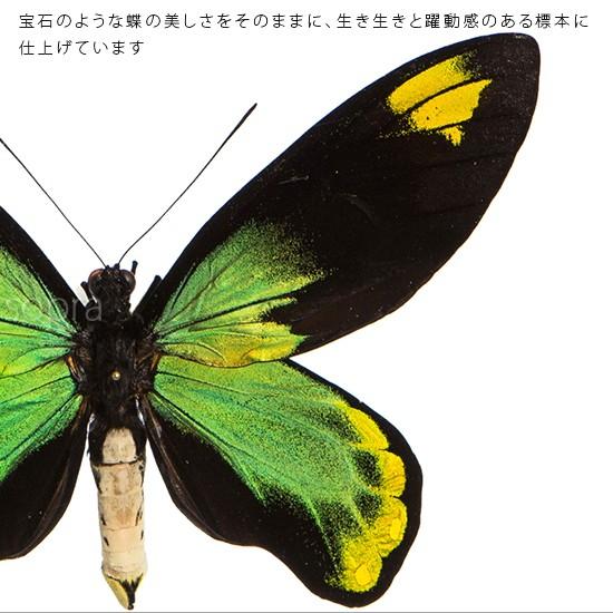 昆虫標本 蝶の標本 ビクトリアトリバネアゲハ メタリック調 昆虫標本 蝶の標本 ビクトリアトリバネアゲハ メタリック調