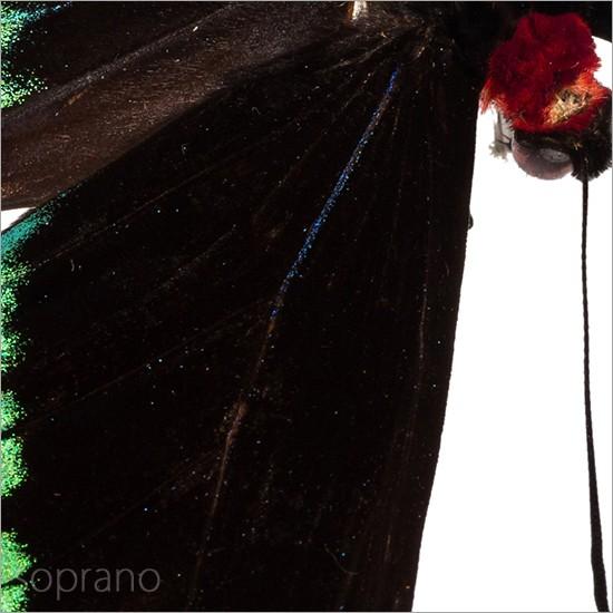 昆虫標本 蝶の標本 オオアカエリトリバネアゲハ メタリック調ライト