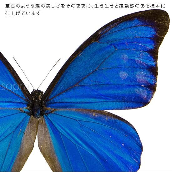 昆虫標本 蝶の標本 アナクシビアモルフォ メタリック調ライトフレーム｜soprano｜02