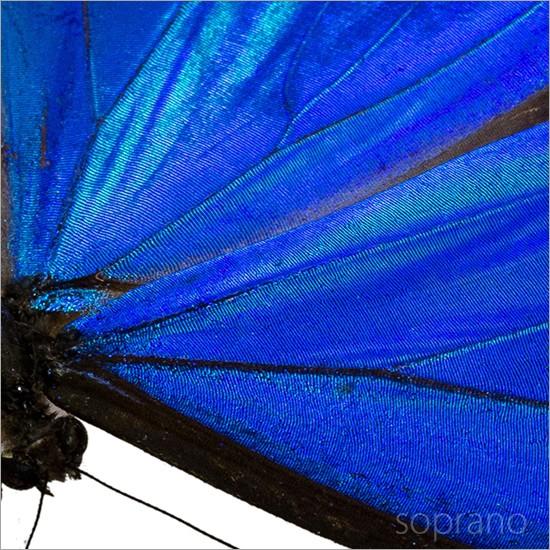 昆虫標本 蝶の標本 アナクシビアモルフォ メタリック調ライトフレーム