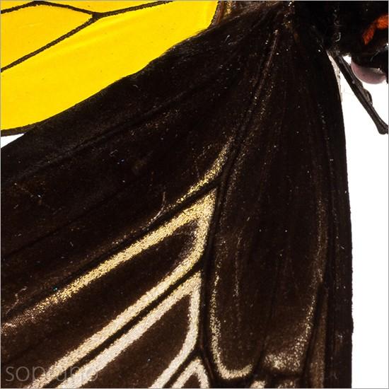 昆虫標本 蝶の標本 コウトウキシタアゲハ メタリック調ライトフレーム