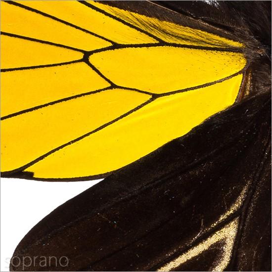 昆虫標本 蝶の標本 コウトウキシタアゲハ メタリック調ライトフレーム