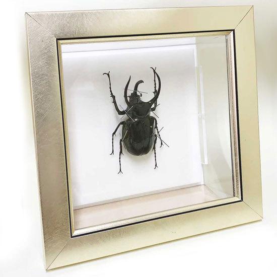 昆虫標本 アトラスカブト メタリック調ライトフレーム : ソプラノYahoo