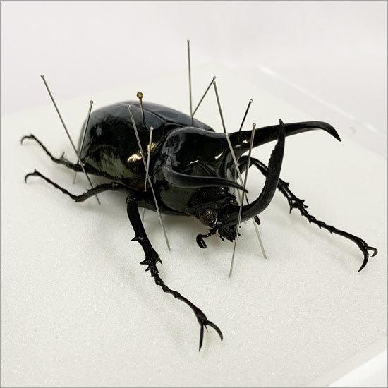 昆虫標本 アトラスカブト メタリック調ライトフレーム : ソプラノYahoo
