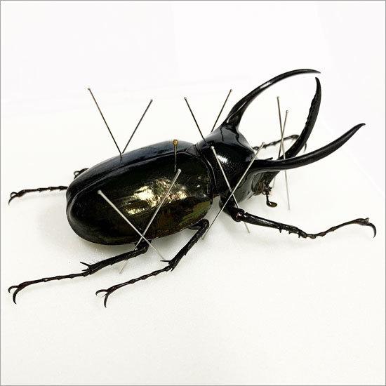 昆虫標本 アトラスカブト メタリック調ライトフレーム : ソプラノYahoo
