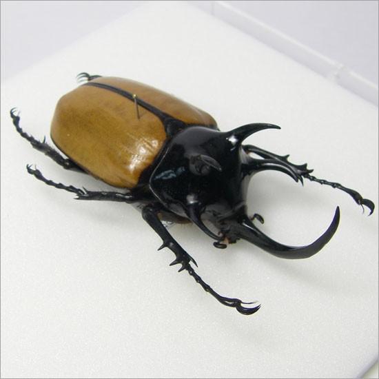 ゴホンヅノカブト　標本 昆虫標本 ゴホンツノカブト メタリック調ライトフレーム