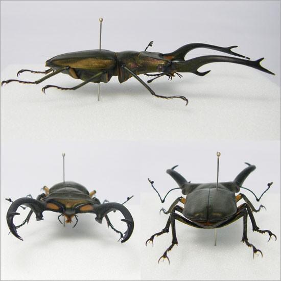 昆虫標本 エラフスホソアカクワガタ メタリック調ライトフレーム 昆虫標本 エラフスホソアカクワガタ メタリック調ライトフレーム
