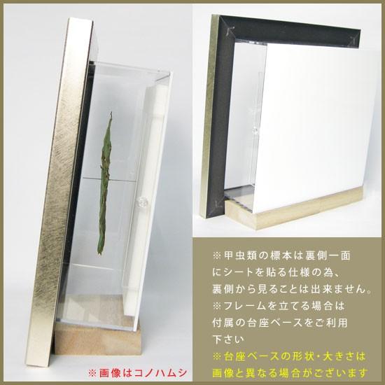 標本 エラフスホソタカクワガタ ドイツ箱 標本 エラフスホソタカ