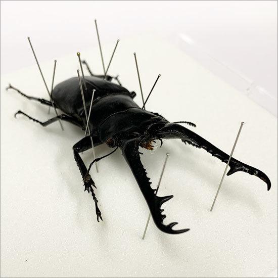 標本。神奈川県相模原市のノコギリクワガタ4頭。55ミリ60ミリ前後