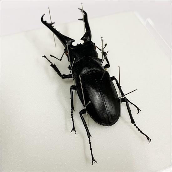 昆虫標本 ギラファノコギリクワガタ メタリック調ライトフレーム