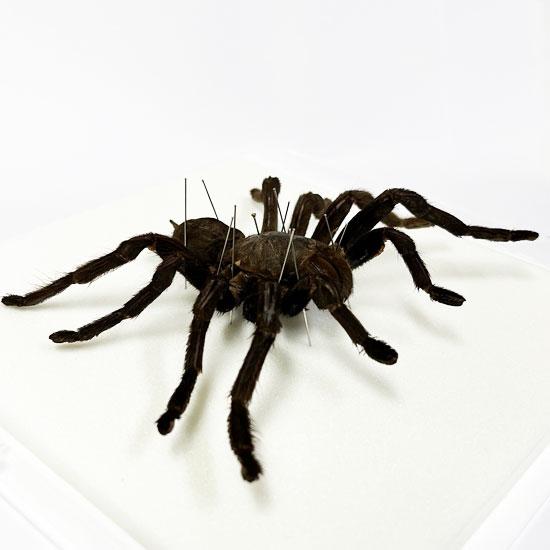 昆虫標本 タランチュラ メタリック調ライトフレーム 24cm角