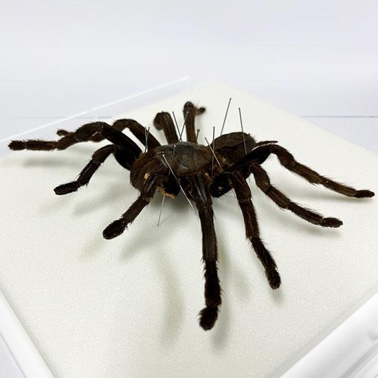 昆虫標本 タランチュラ メタリック調ライトフレーム 24cm角 : ソプラノ