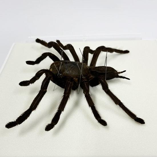 昆虫標本 タランチュラ メタリック調ライトフレーム 24cm角 : ソプラノ