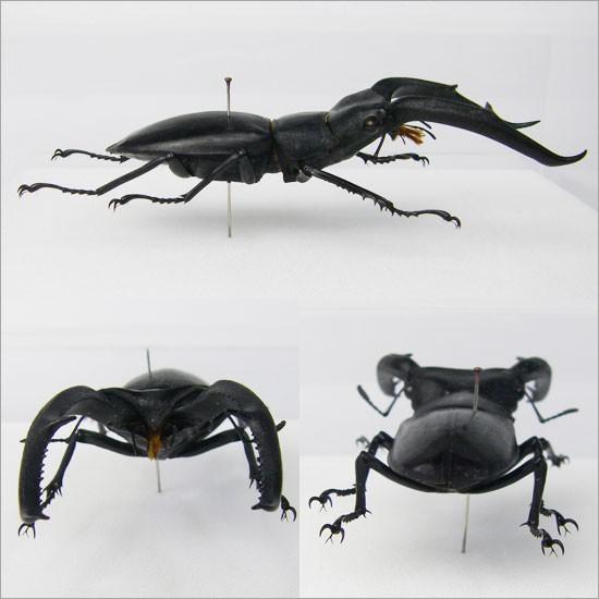 昆虫標本 マンディブラリスフタマタクワガタ メタリック調ライト 昆虫標本 マンディブラリスフタマタクワガタ メタリック調ライト