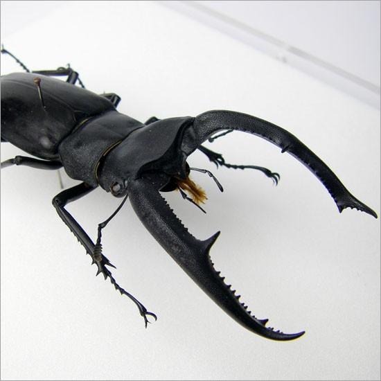昆虫標本 マンディブラリスフタマタクワガタ メタリック調ライト 昆虫標本 マンディブラリスフタマタクワガタ メタリック調ライト