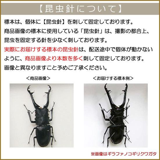 昆虫標本 マンディブラリスフタマタクワガタ メタリック調ライト 昆虫標本 マンディブラリスフタマタクワガタ メタリック調ライト