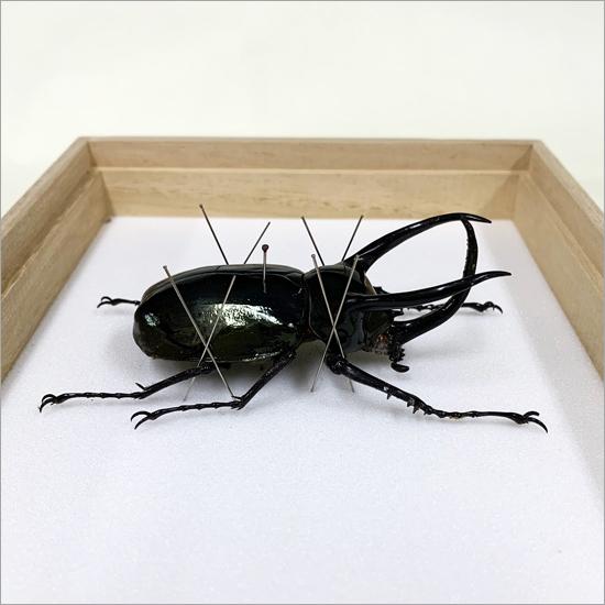 稀少的昆蟲　ゾウカブト　標本 昆虫標本 アトラスカブト 桐箱 : ソプラノYahoo!店 - 通販
