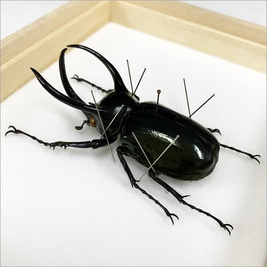 昆虫標本 アトラスカブト 桐箱 : ソプラノYahoo!店 - 通販 - Yahoo