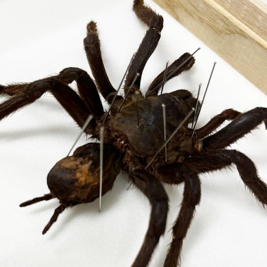 タランチュラの標本 Amazon.co.jp: 虫の標本 タランチュラ : ホーム＆キッチン