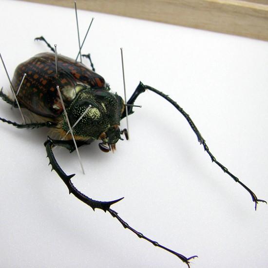 昆虫標本 テナガコガネ 桐箱 : ソプラノYahoo!店 - 通販 - Yahoo