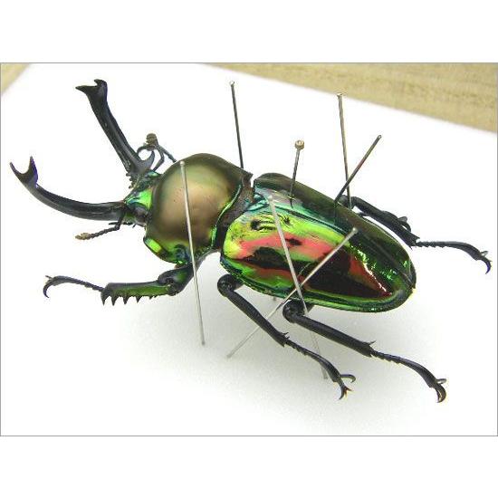 昆虫標本 ニジイロクワガタ 桐箱 : ソプラノYahoo!店 - 通販 昆虫標本 ニジイロクワガタ 桐箱 : ソプラノYahoo!店 - 通販