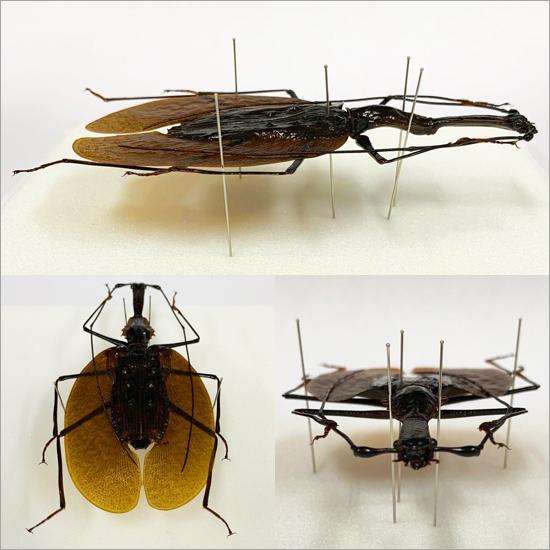 昆虫標本 バイオリンムシ 桐箱 : ソプラノYahoo!店 - 通販 - Yahoo
